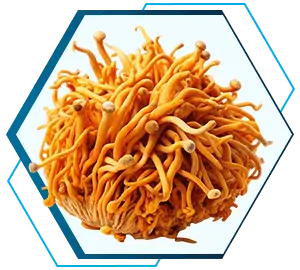 Cordyceps prostacleanse